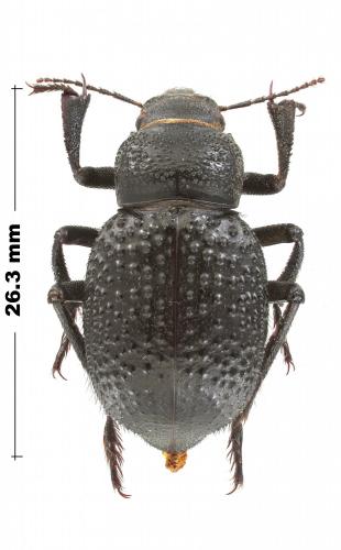 Réf. 210 709 : Trigonoscelis sp.